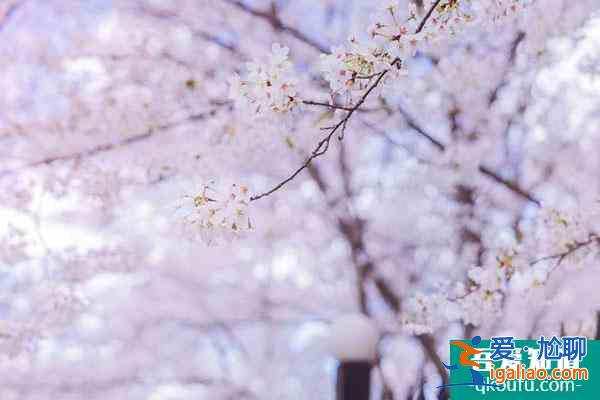 2022重慶賞櫻花的地方 十大櫻花觀賞地推薦？