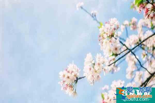 寧波四明山杖錫櫻花基地在哪?花期是什么時候?？