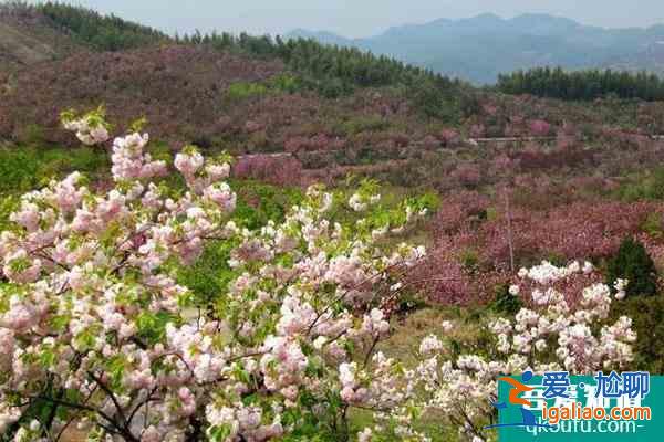 寧波四明山杖錫櫻花基地在哪?花期是什么時候?？
