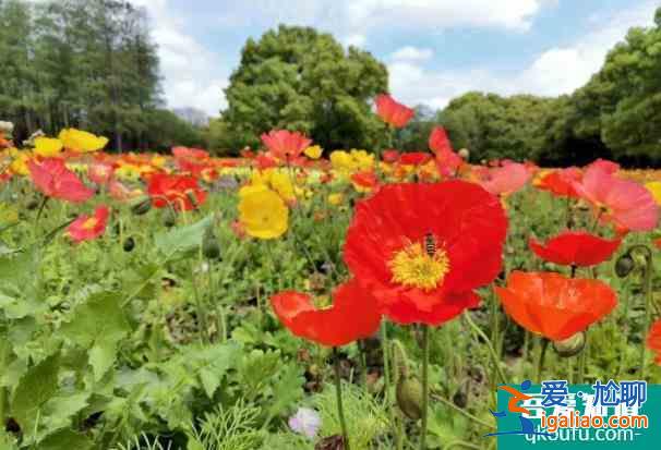 2022上海共青森林公園虞美人觀賞最佳時(shí)間？