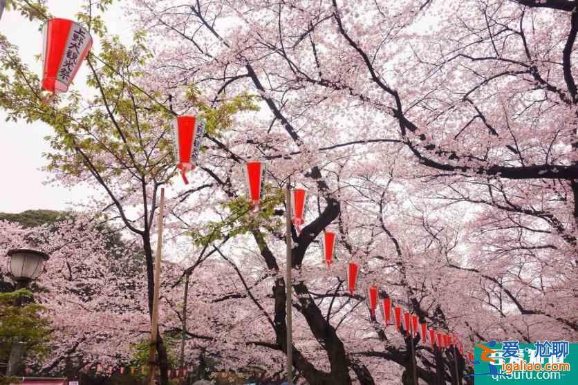 日本櫻花幾月開 2022日本櫻花開放時間及賞櫻地點介紹？