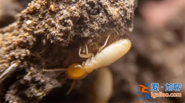 浙江一大壩挖出生長十幾年白蟻后，開始加強處理[加強處理]？