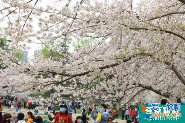 北京玉淵潭公園櫻花開放時間2022？