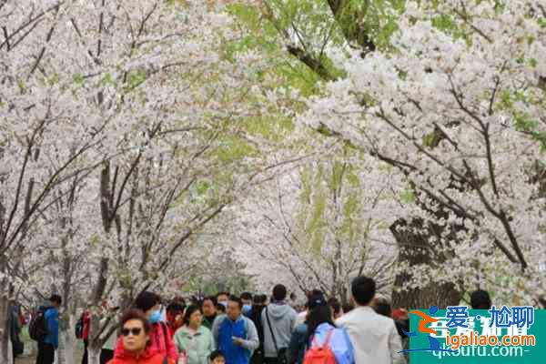 北京玉淵潭公園櫻花開放時間2022？