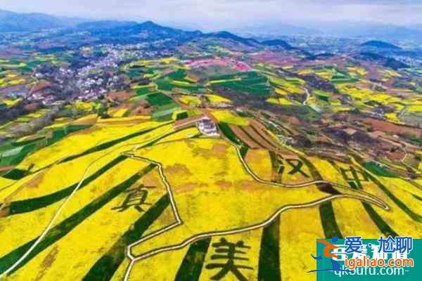 漢中油菜花最佳觀賞時間2022？
