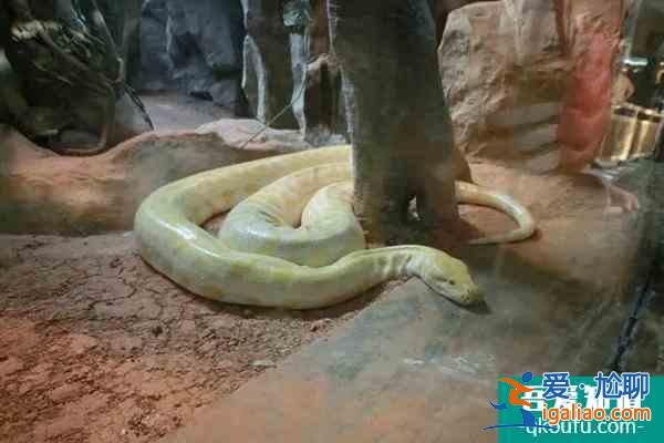 上海動物園開放時間是幾點到幾點(附交通指南)？