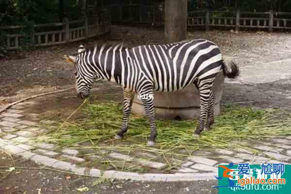 上海動物園開放時間是幾點到幾點(附交通指南)？