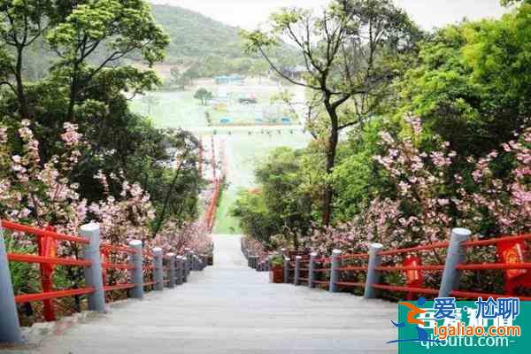 2022珠海哪里有櫻花看 最佳觀賞花期？