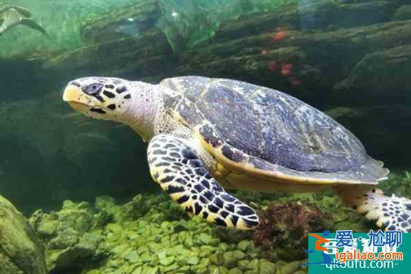 上海動(dòng)物園主要景點(diǎn)都有哪些？