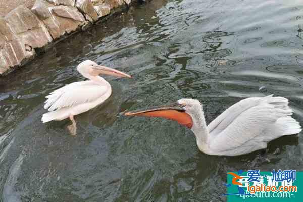 上海動(dòng)物園主要景點(diǎn)都有哪些？