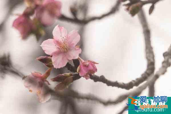 2022上海顧村公園櫻花開了嗎? 2022上海顧村公園櫻花開了嗎?