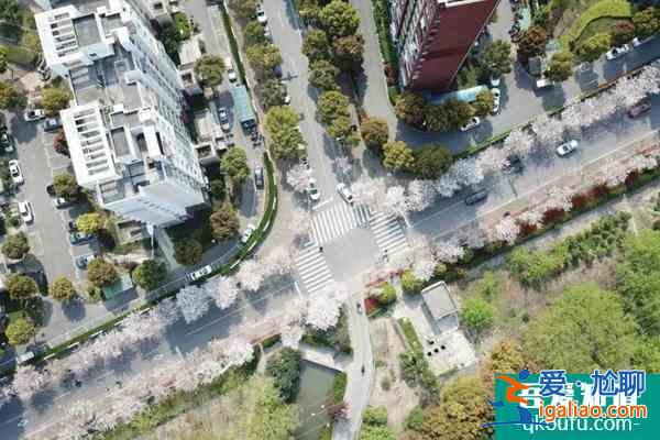 2022上海賞櫻花哪里最好 附最佳觀賞時間介紹及地點推薦? 2022上海賞櫻花哪里最好 附最佳觀賞時間介紹及地點推薦?