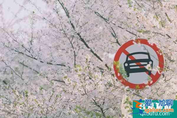 2022上海賞櫻花哪里最好 附最佳觀賞時間介紹及地點推薦? 2022上海賞櫻花哪里最好 附最佳觀賞時間介紹及地點推薦?