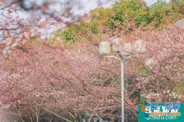 2022上海賞櫻花哪里最好 附最佳觀賞時間介紹及地點推薦? 2022上海賞櫻花哪里最好 附最佳觀賞時間介紹及地點推薦?
