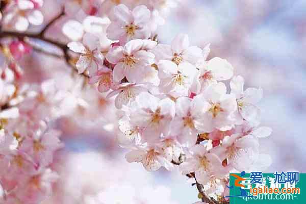 2022上海賞櫻花哪里最好 附最佳觀賞時間介紹及地點推薦? 2022上海賞櫻花哪里最好 附最佳觀賞時間介紹及地點推薦?