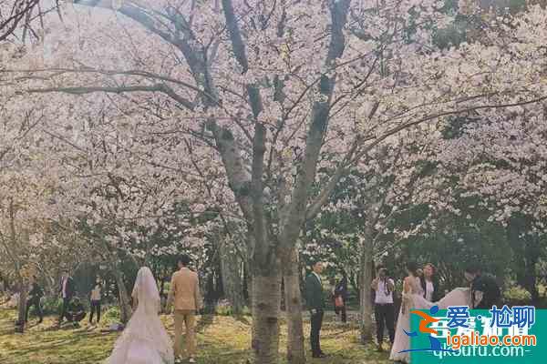 2022上海賞櫻花哪里最好 附最佳觀賞時間介紹及地點推薦? 2022上海賞櫻花哪里最好 附最佳觀賞時間介紹及地點推薦?