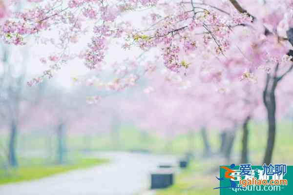 2022上海賞櫻花哪里最好 附最佳觀賞時間介紹及地點推薦? 2022上海賞櫻花哪里最好 附最佳觀賞時間介紹及地點推薦?
