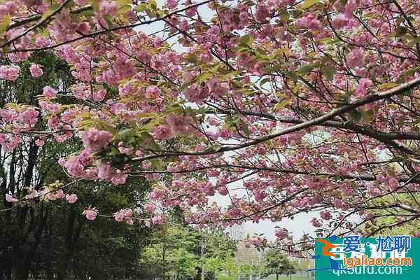 2022上海賞櫻花哪里最好 附最佳觀賞時間介紹及地點推薦? 2022上海賞櫻花哪里最好 附最佳觀賞時間介紹及地點推薦?