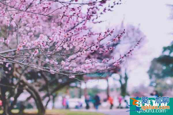 2022武漢大學(xué)櫻花什么時候開花 最佳觀賞時間是什么時候？