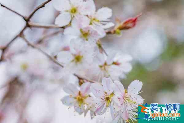 2022上海賞櫻花哪里最好 附最佳觀賞時間介紹及地點推薦? 2022上海賞櫻花哪里最好 附最佳觀賞時間介紹及地點推薦?