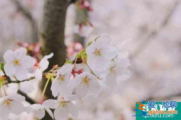 2022上海賞櫻花哪里最好 附最佳觀賞時間介紹及地點推薦? 2022上海賞櫻花哪里最好 附最佳觀賞時間介紹及地點推薦?