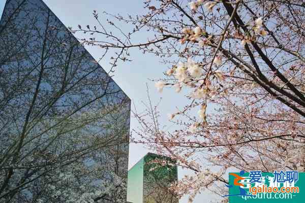 2022上海賞櫻花哪里最好 附最佳觀賞時間介紹及地點推薦? 2022上海賞櫻花哪里最好 附最佳觀賞時間介紹及地點推薦?
