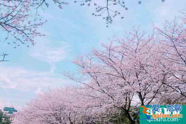 2022武漢大學(xué)櫻花什么時候開花 最佳觀賞時間是什么時候？