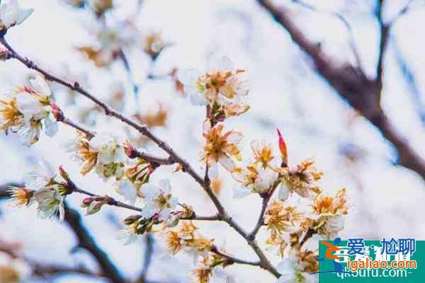 2022上海賞櫻花哪里最好 附最佳觀賞時間介紹及地點推薦? 2022上海賞櫻花哪里最好 附最佳觀賞時間介紹及地點推薦?