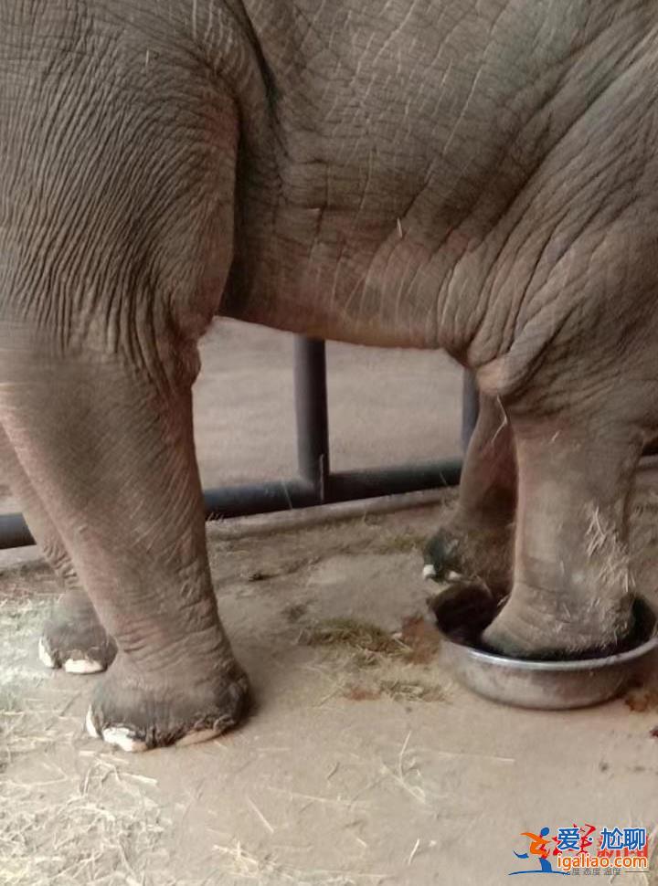 22歲亞洲象欣欣在八達嶺野生動物世界心衰死亡 曾患腳疾多年？