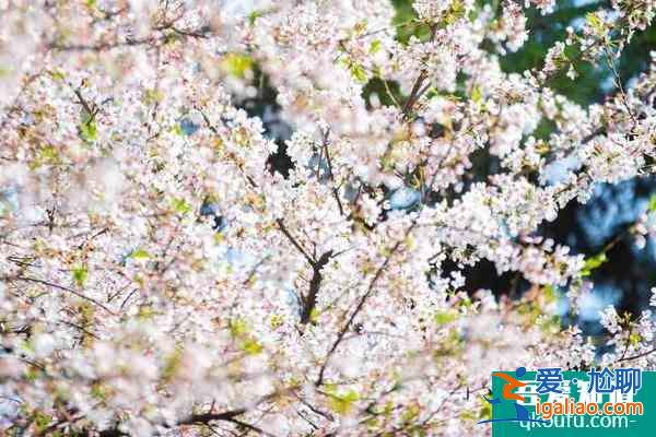 2022雞鳴寺櫻花開放時間是幾月份？