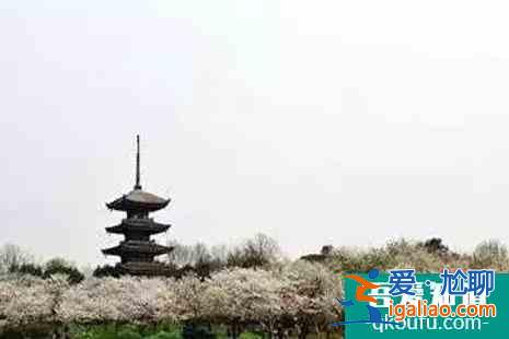 2022江蘇賞櫻花的地方整理？