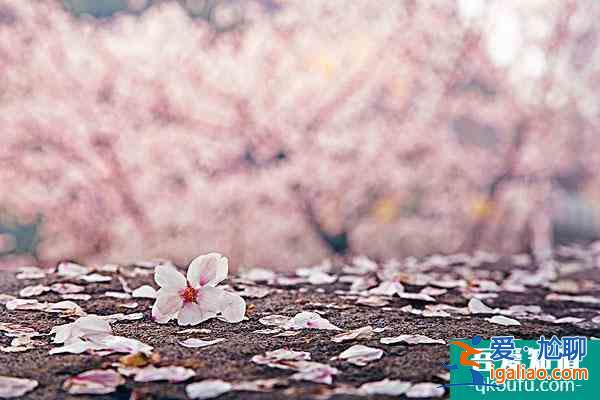 無錫櫻花在哪里看2022 無錫賞櫻花的地方叫什么？