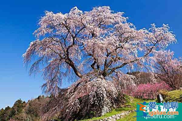 無錫櫻花在哪里看2022 無錫賞櫻花的地方叫什么？