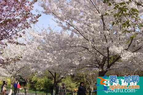 2022北京看櫻花的地方在哪？
