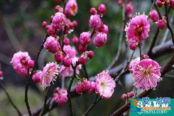 杭州哪里可以賞梅花 附最佳觀賞時間？