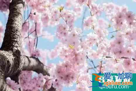 北京哪里賞櫻花2022？