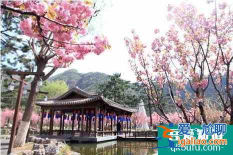 2022北京看櫻花的地方在哪？