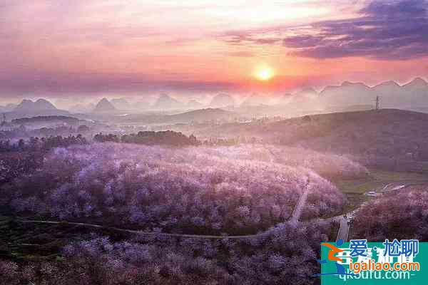 貴州平壩櫻花觀賞指南2022 附最佳觀賞時間及賞櫻路線？