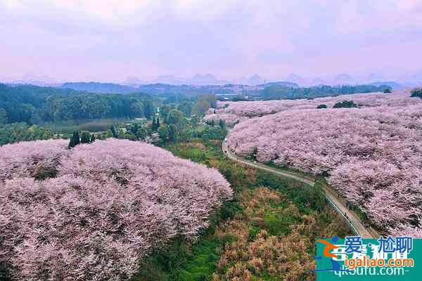 貴州平壩櫻花觀賞指南2022 附最佳觀賞時間及賞櫻路線？