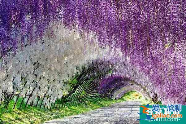 天津春季賞花去哪里？