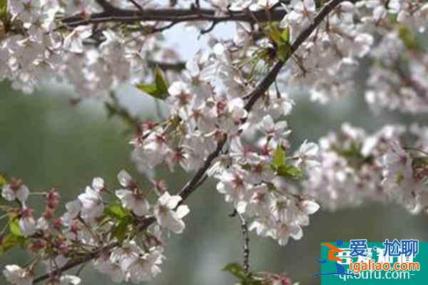 北京賞櫻花的地方哪里最好2022 北京櫻花公園在哪里？