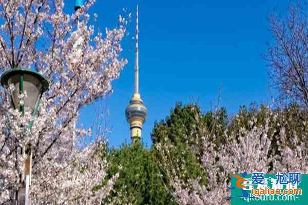 北京賞櫻花的地方哪里最好2022 北京櫻花公園在哪里？