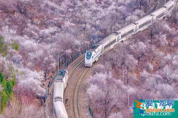 北京最浪漫的櫻花列車(chē) 北京櫻花列車(chē)攻略？