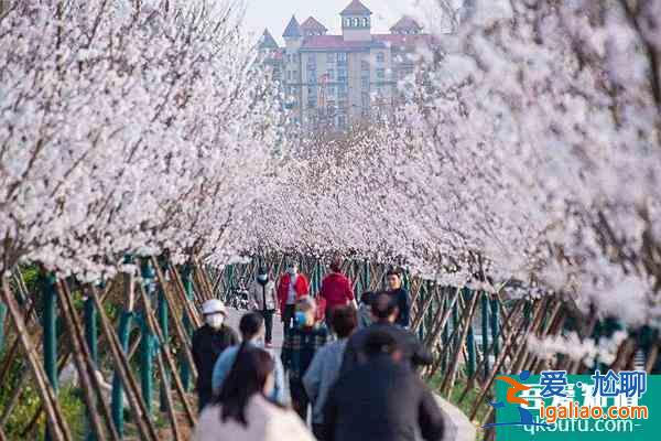 2022鶴壁櫻花節是幾月幾日?在什么地方什么時候開啟?？