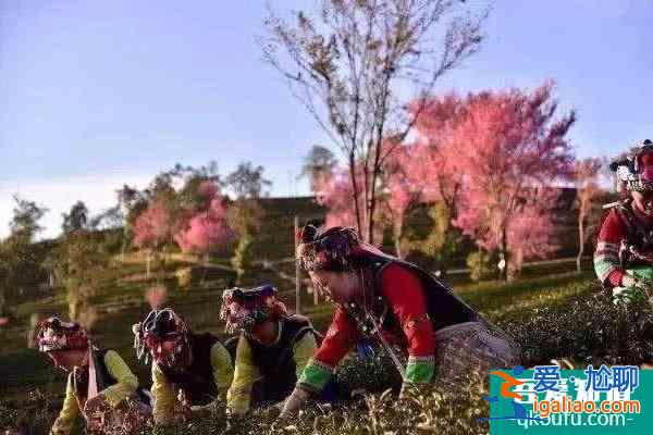 2022無量山櫻花谷攻略 最美時間和花期是什么時候？