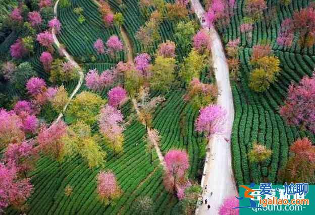 2022無量山櫻花谷攻略 最美時間和花期是什么時候？