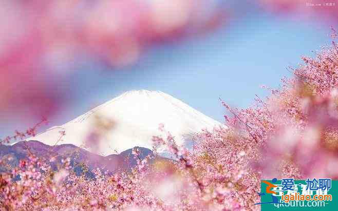 2022日本櫻花最佳觀賞時間 日本哪里櫻花好看？