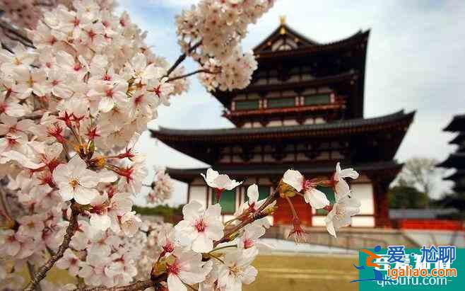 2022日本櫻花最佳觀賞時間 日本哪里櫻花好看？