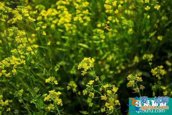 2022長沙看油菜花最好的地方 最佳賞花景點推薦？