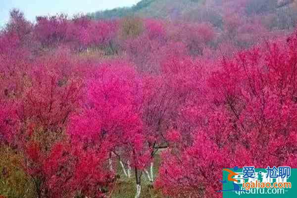 福建櫻花景區有哪些 福建哪里櫻花好看？